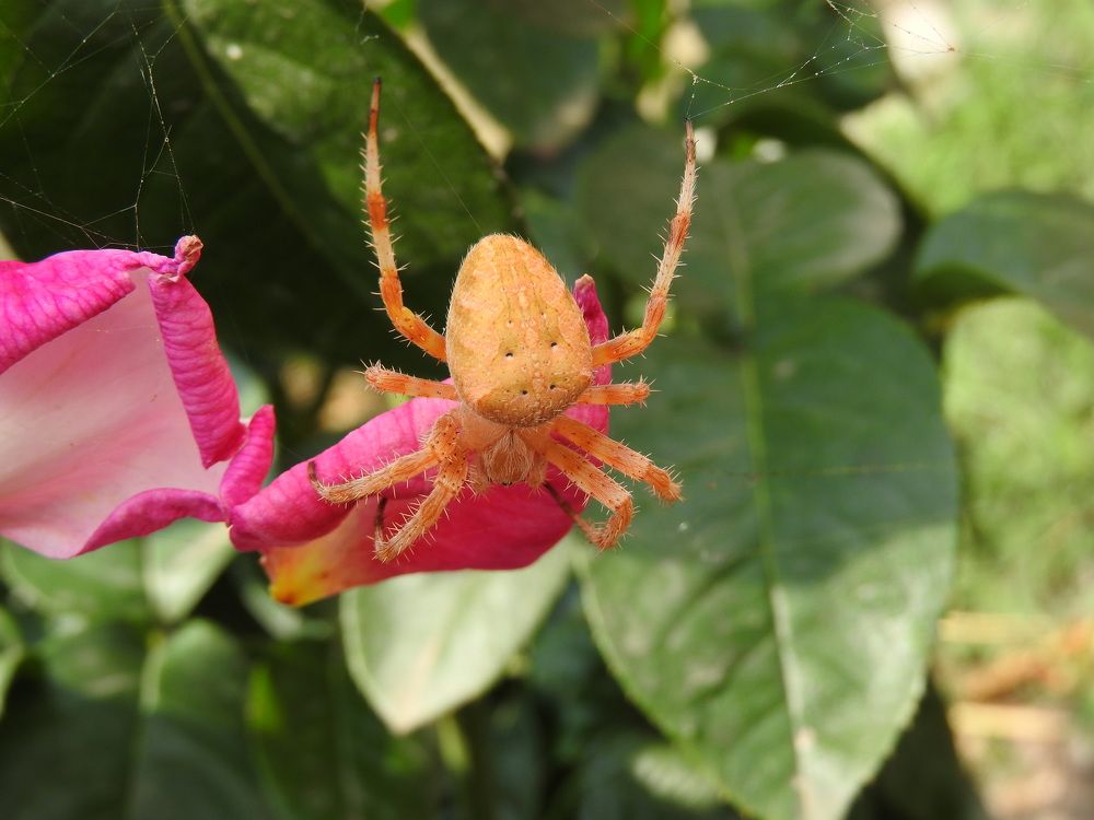 Фотография автора Юлия Овчинникова