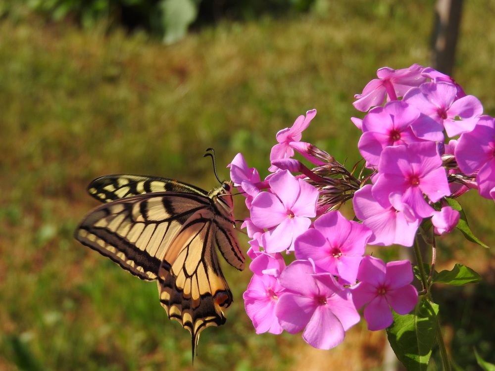 Фотография автора Юлия Овчинникова
