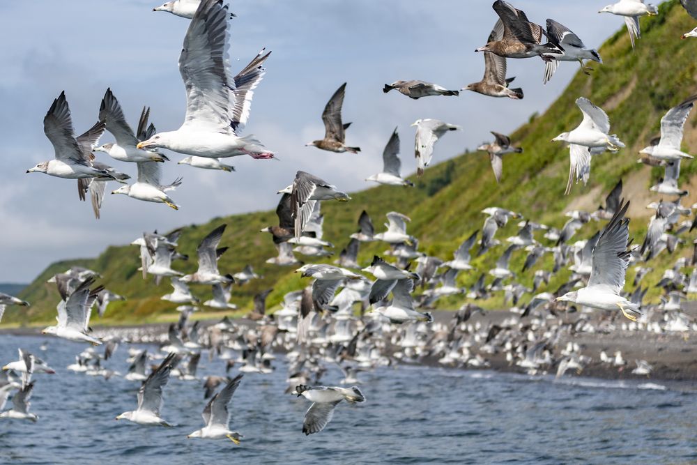 Валим! Опять туристы приехали.