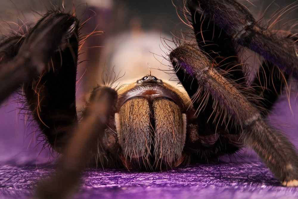 Lampropelma violaceopes