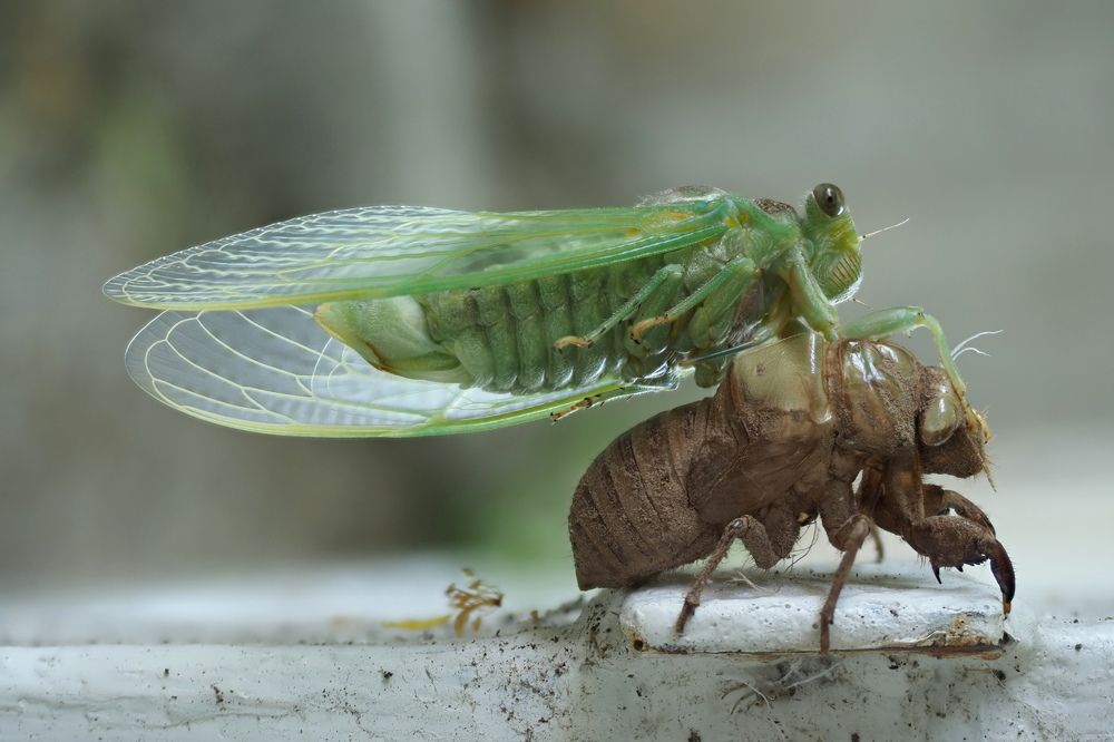 Фотография автора Boško Lučev