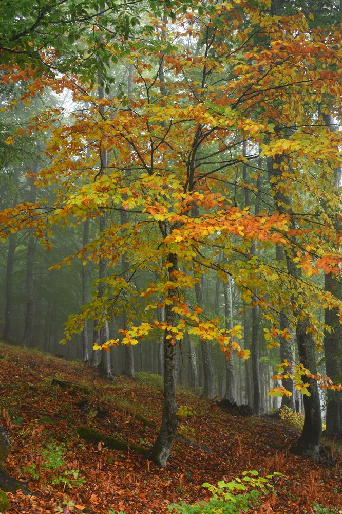 Photograph by ILIAS DIMITRIOU