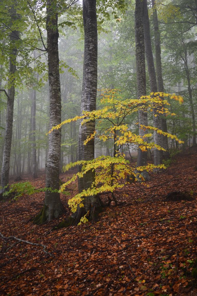 Photograph by ILIAS DIMITRIOU