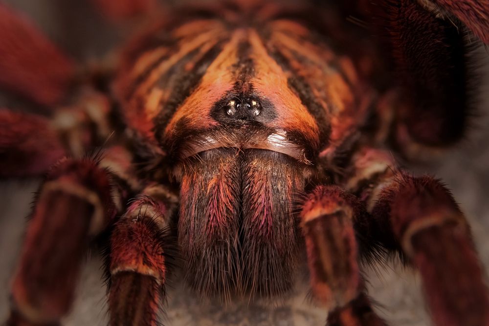 Фотография автора Филипп Толстиков