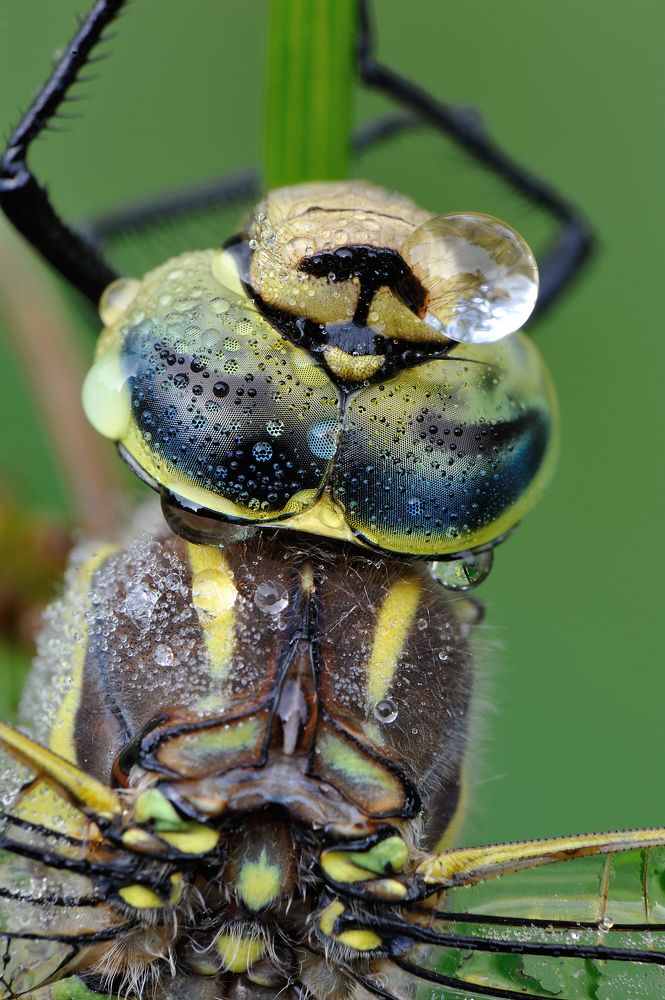 Дама с моноклем.