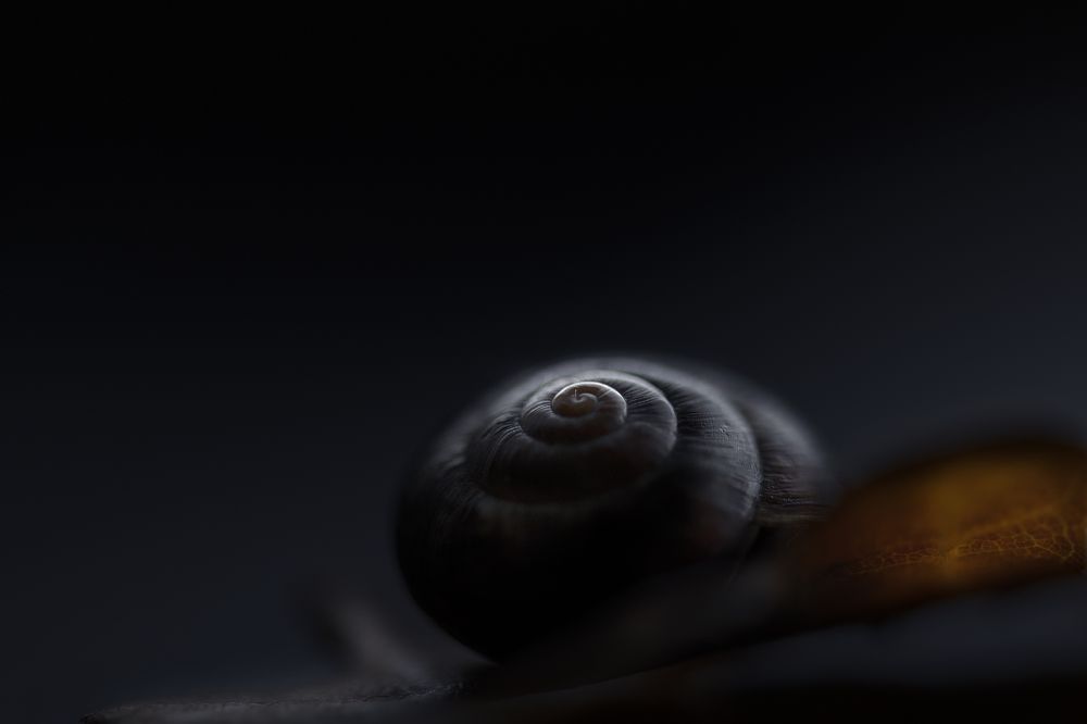 Photograph by Inguna Zvaigzne