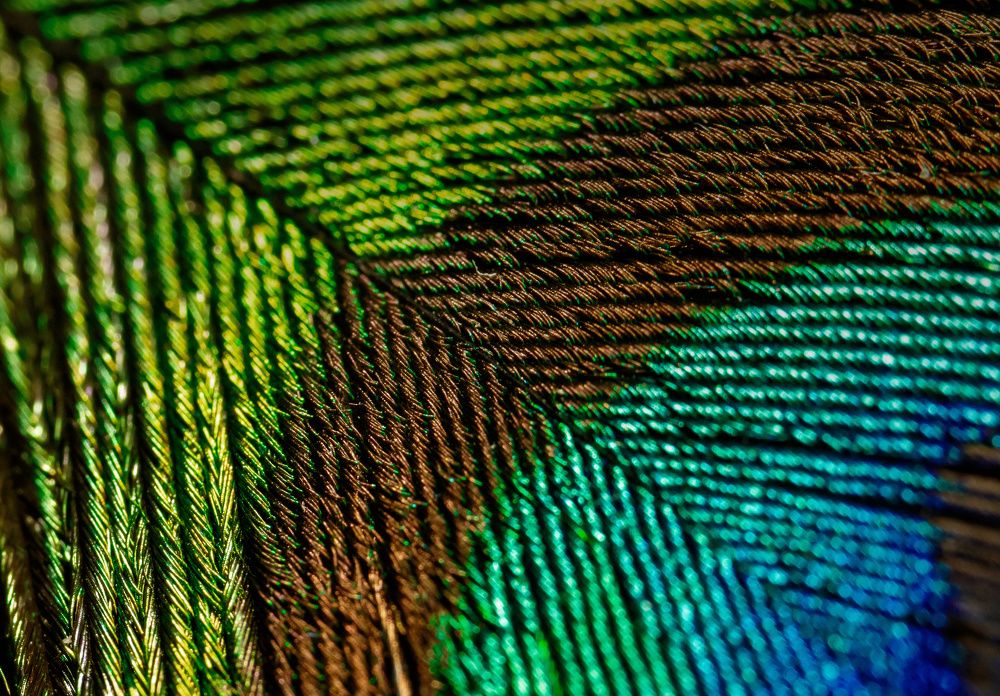 Beauty of the Peacock feather