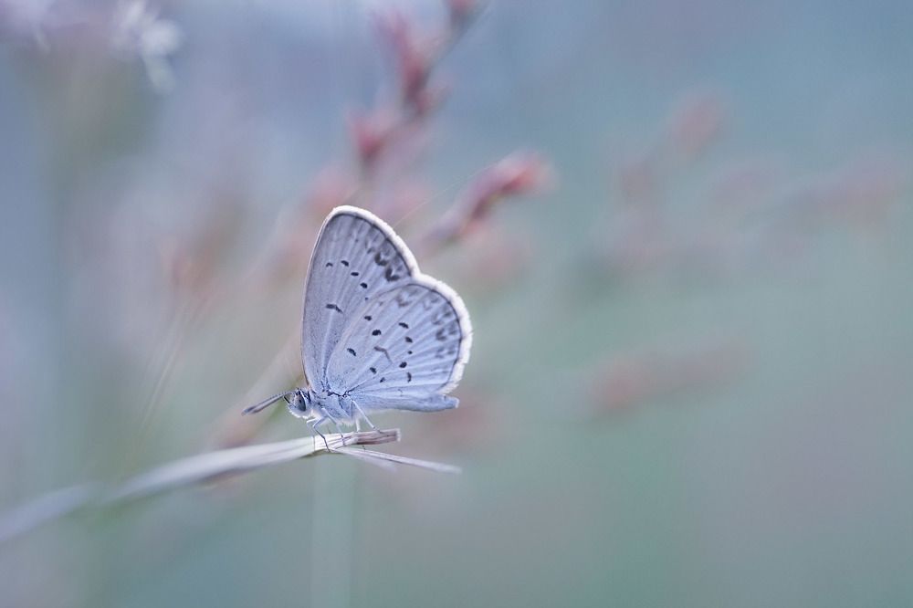 Photograph by Gusti Roby Navela