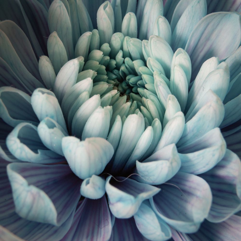 Photograph by Николаева Светлана