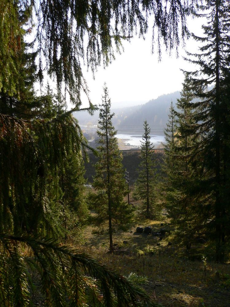 Сказочный лес