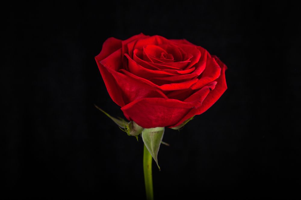 Фотография автора Анатолий Гарин