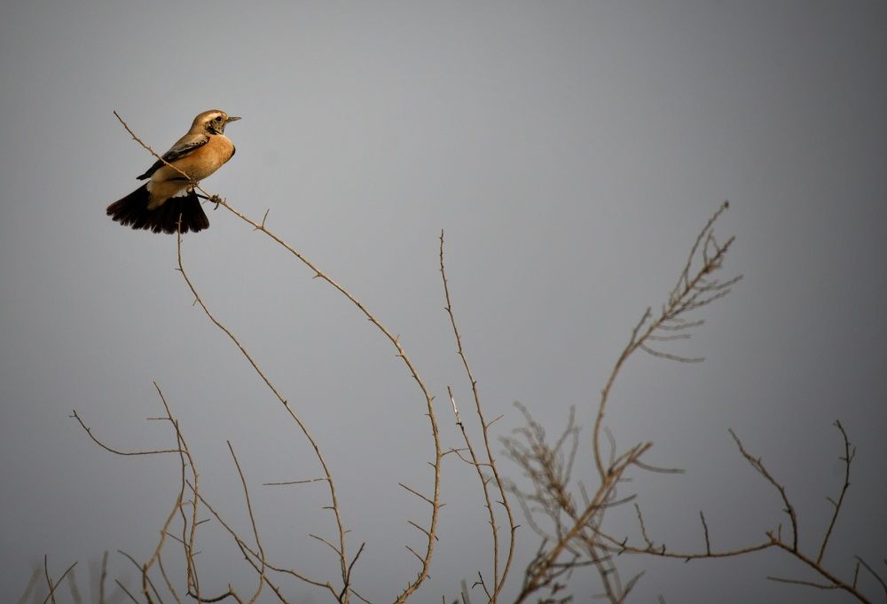 Photograph by Abdul Hameed Puraickalakathu