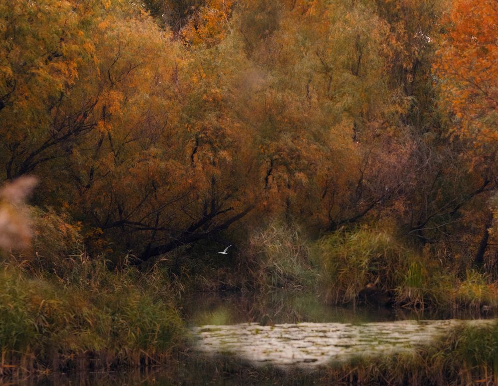 Фотография автора Светлана Лукьянова