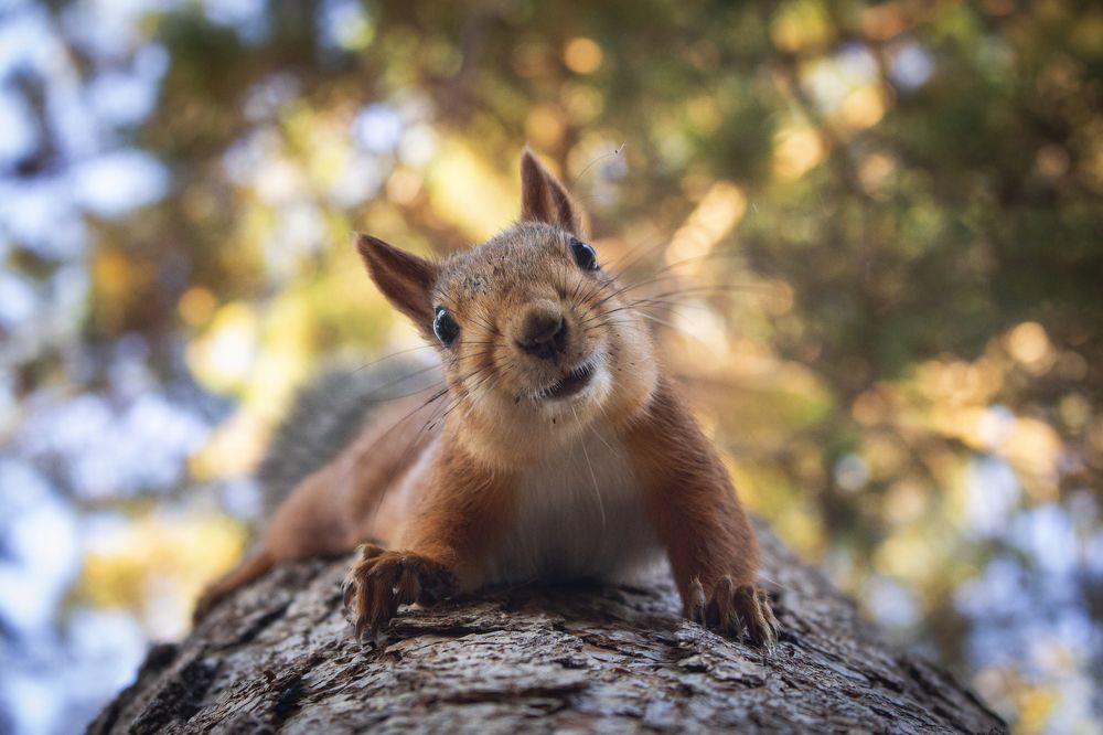 Отъетое счастье