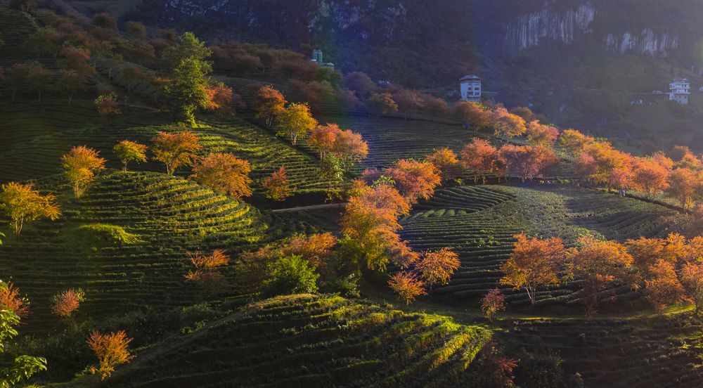 O Long tea hill in Sapa - Vietnam