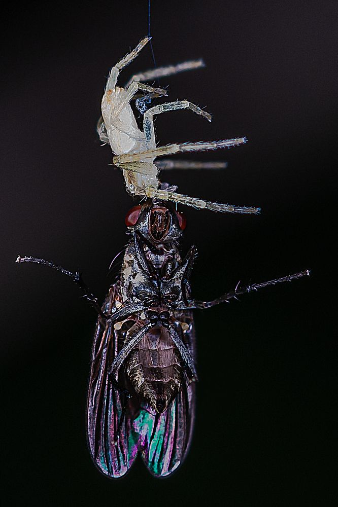 Photograph by René Richard Verona