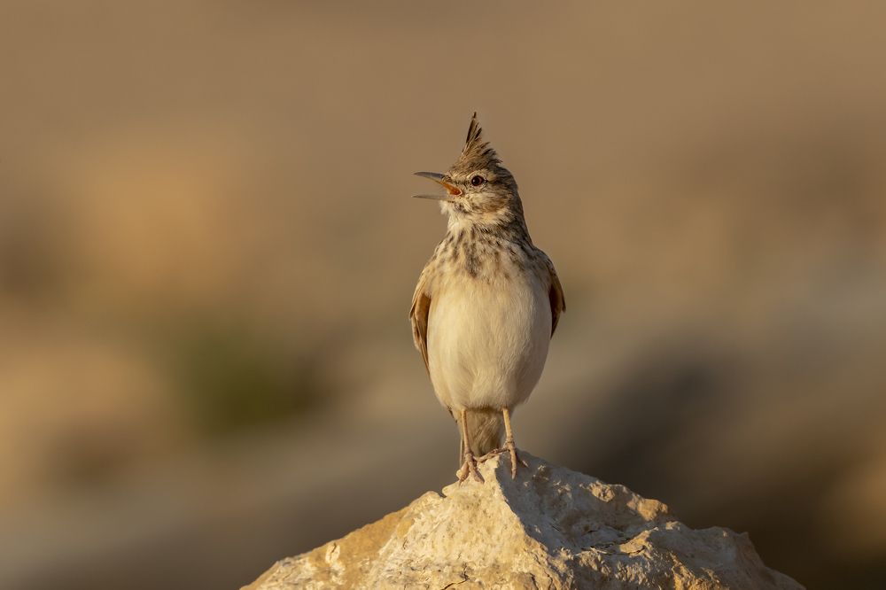 Photograph by Frischoff Noam