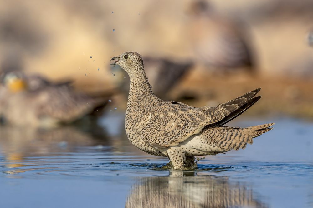 Photograph by Frischoff Noam