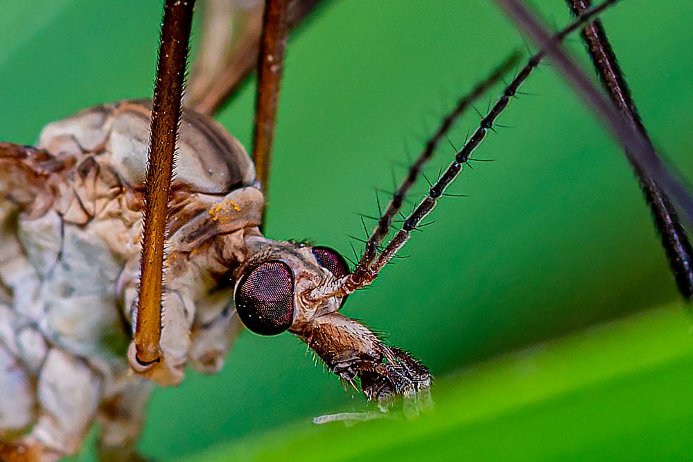 Photograph by René Richard Verona