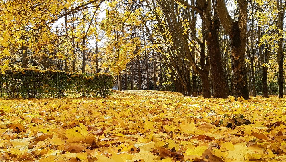 Photograph by Вячеслав Кровопусков