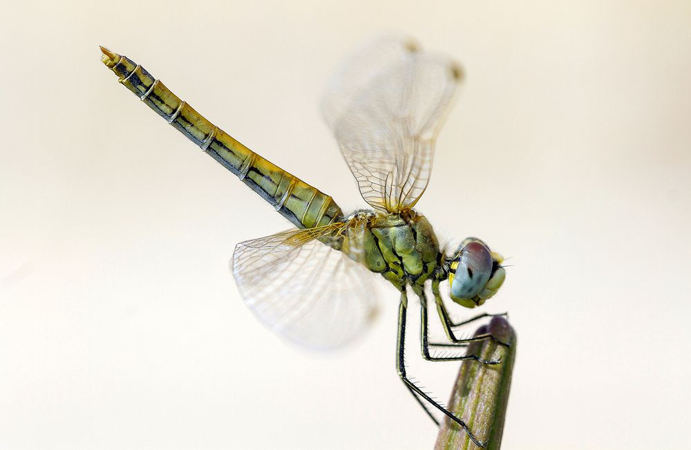 Photograph by Ángel Ros