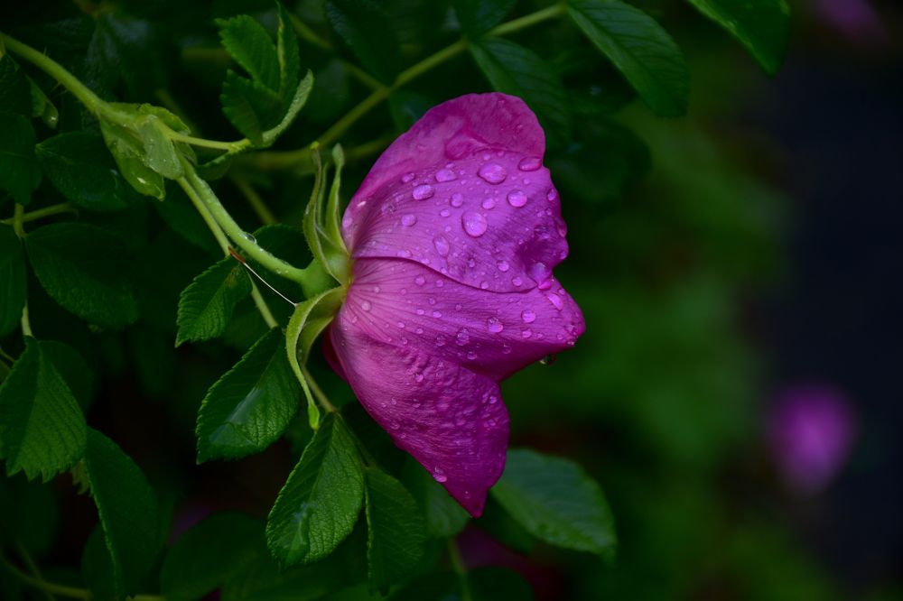 Цветок шиповника после дождя.