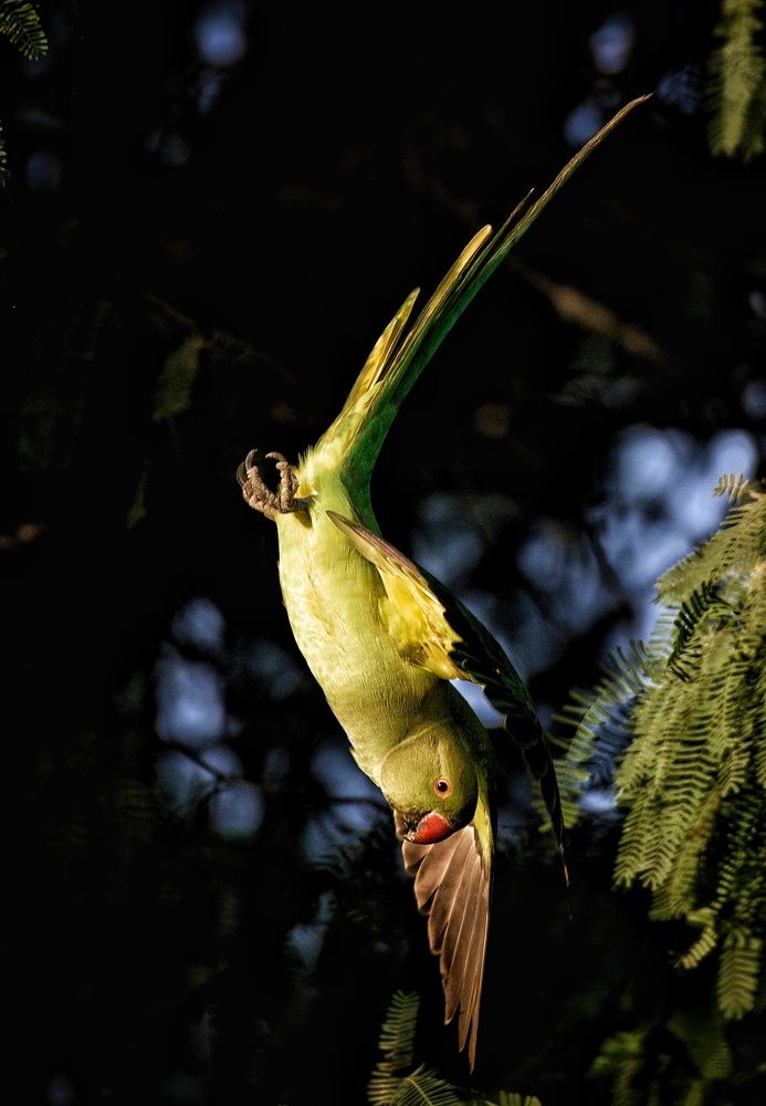 Photograph by Abdul Hameed Puraickalakathu