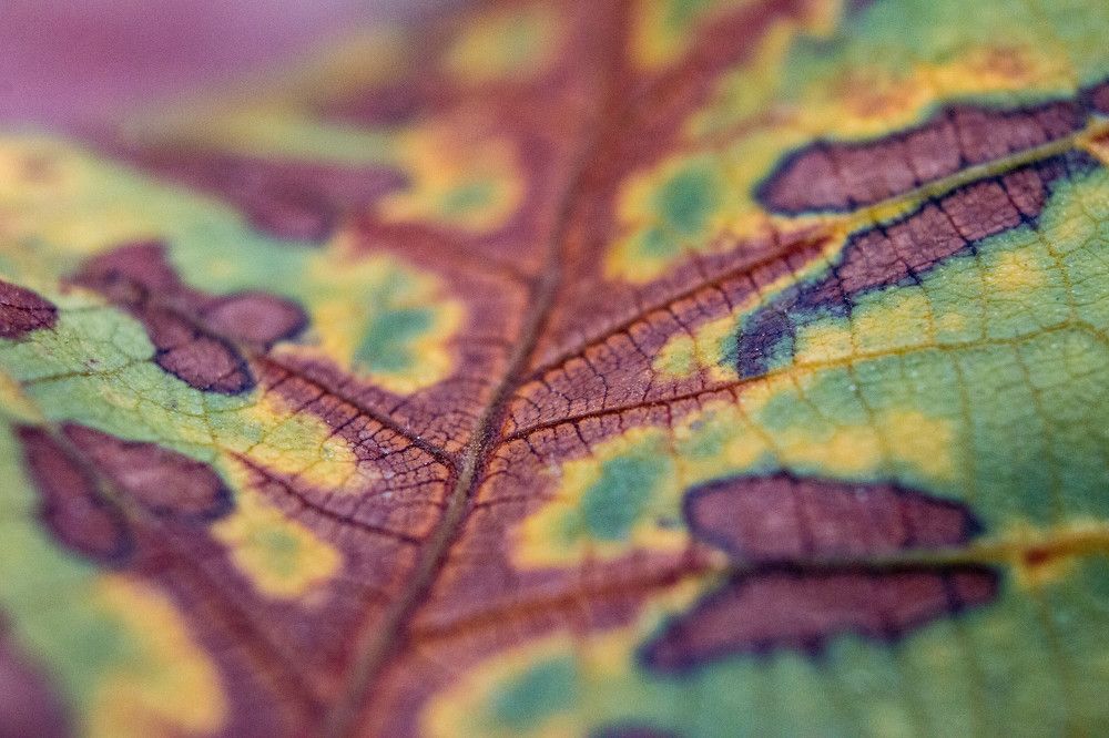 Осенний лист