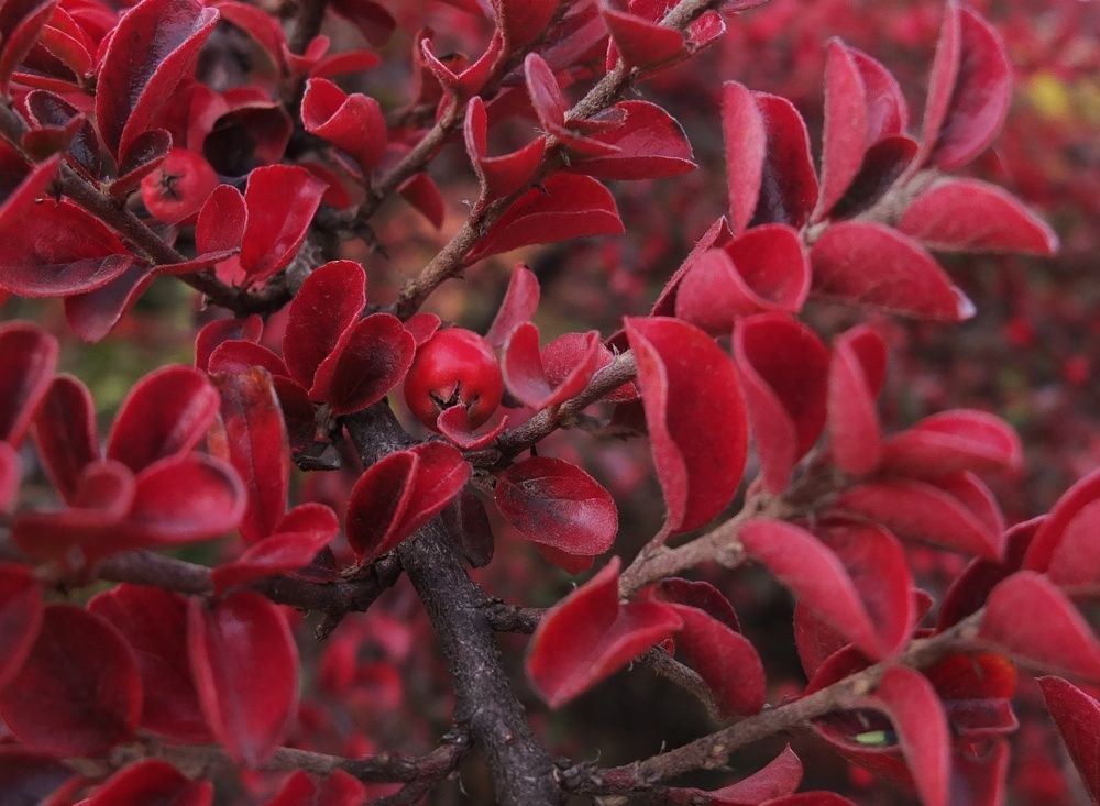 Photograph by Анна Матецкая