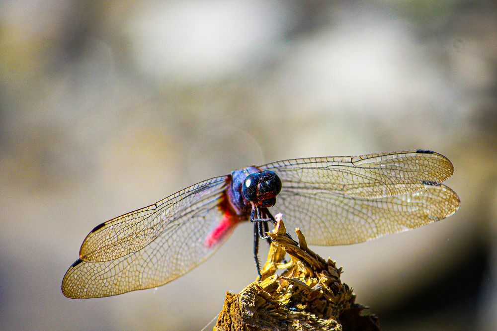 Photograph by Santosh Shrestha