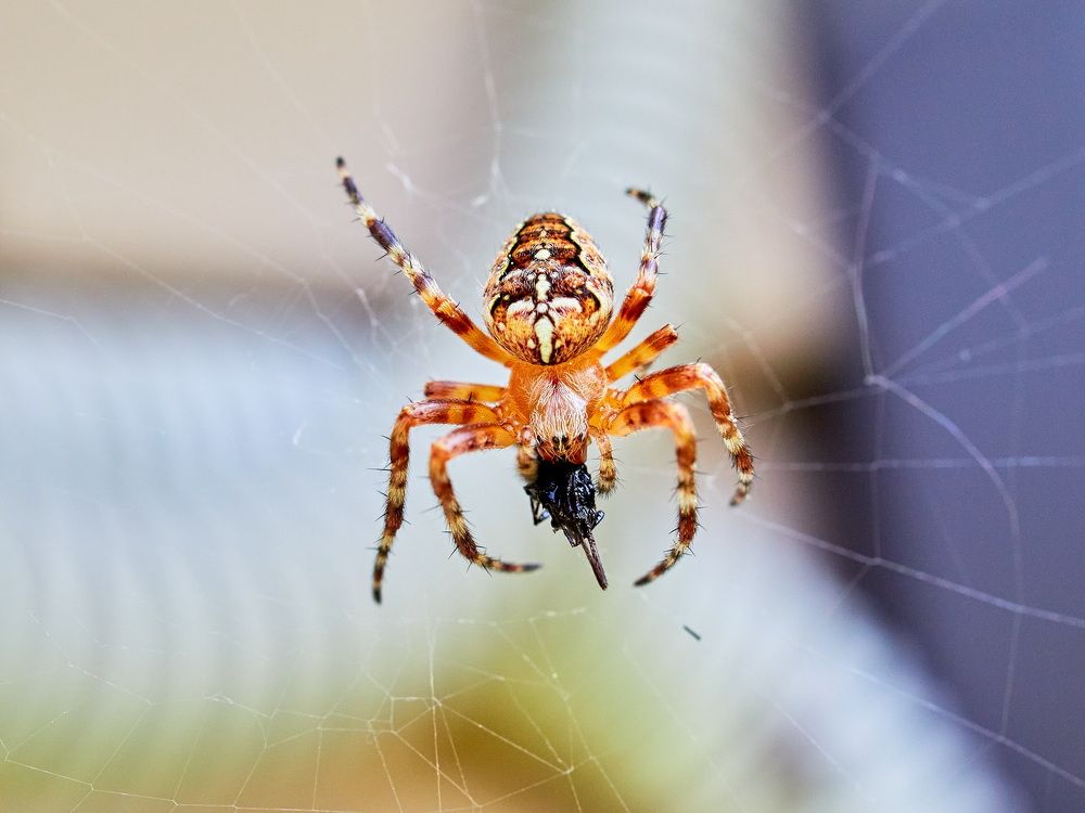 Photograph by Александр Максимов