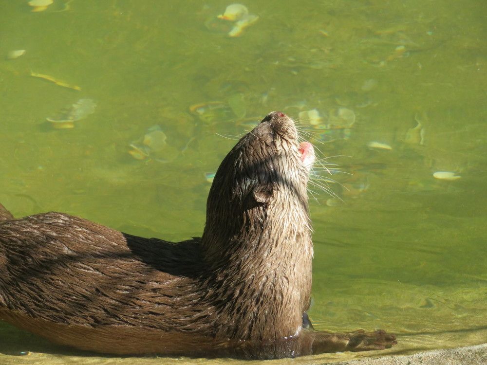 Otter