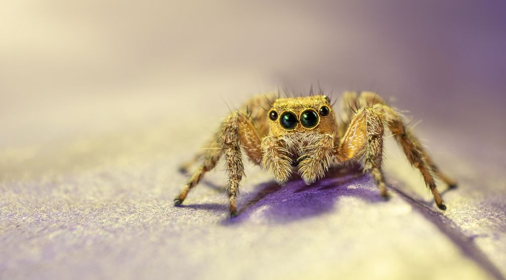 Photograph by Anil kushawaha