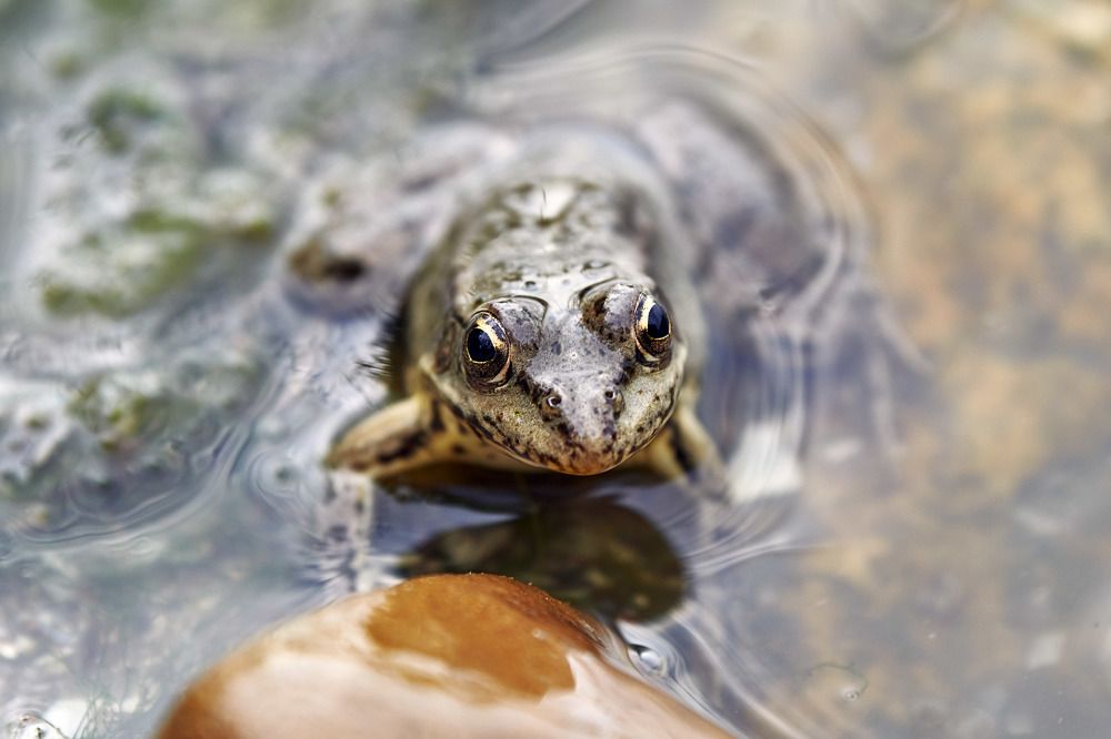 Царевна Лягушка
