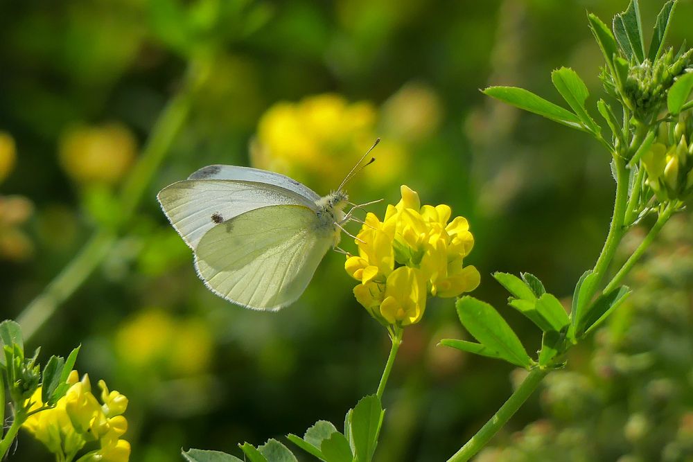 Photograph by Ян Адамсон