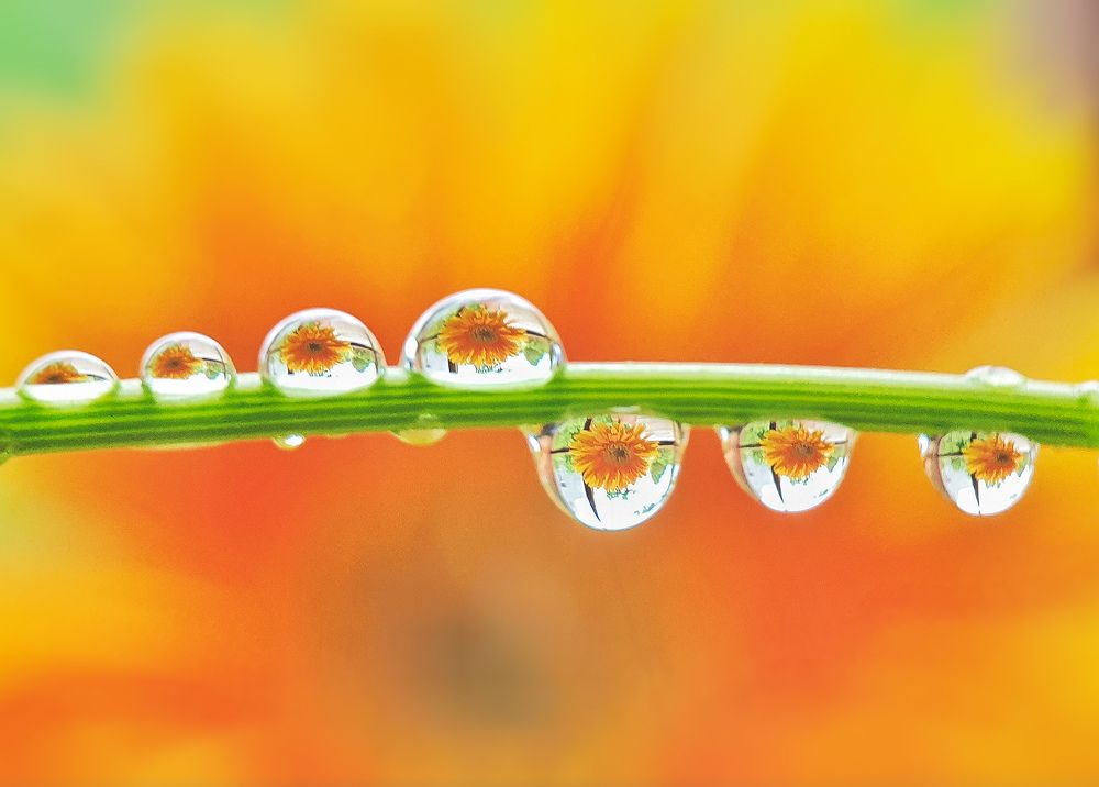 Photograph by Lien Nguyen