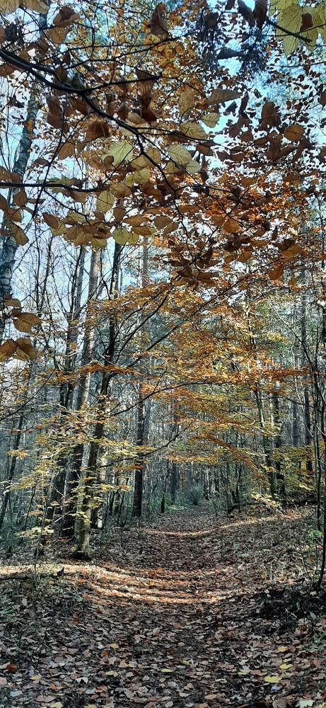 Солнце в лесу