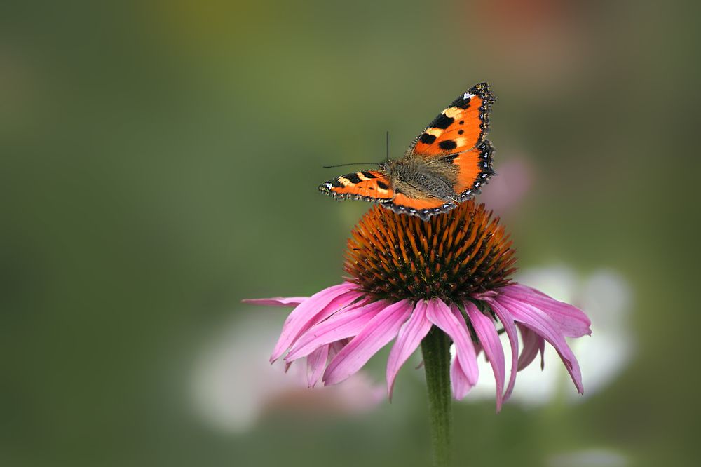 Photograph by Ольга Заболотская