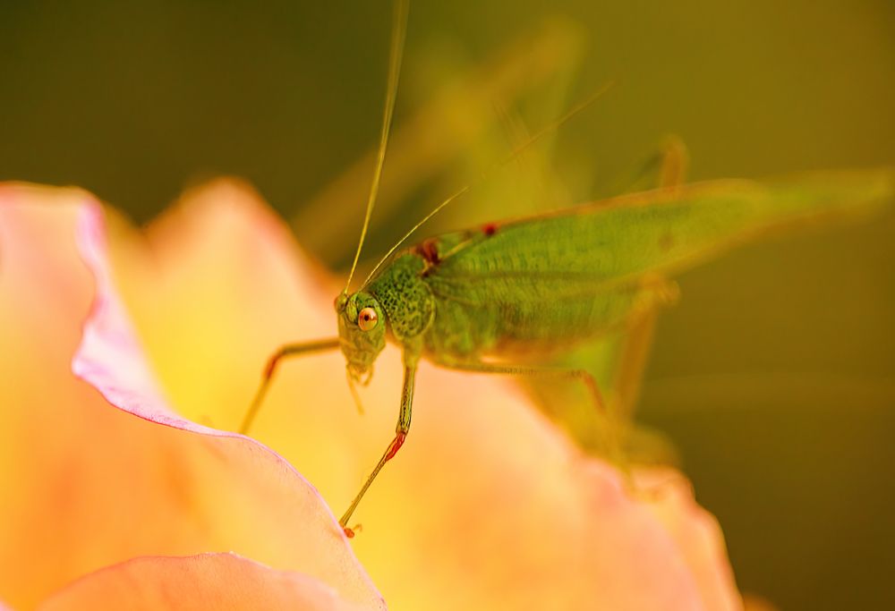 Photograph by Анна Малютина