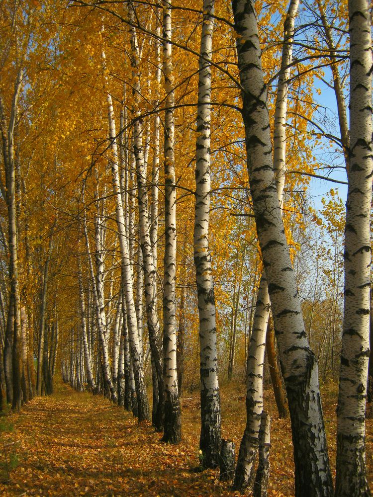 Photograph by Татьяна Конаева