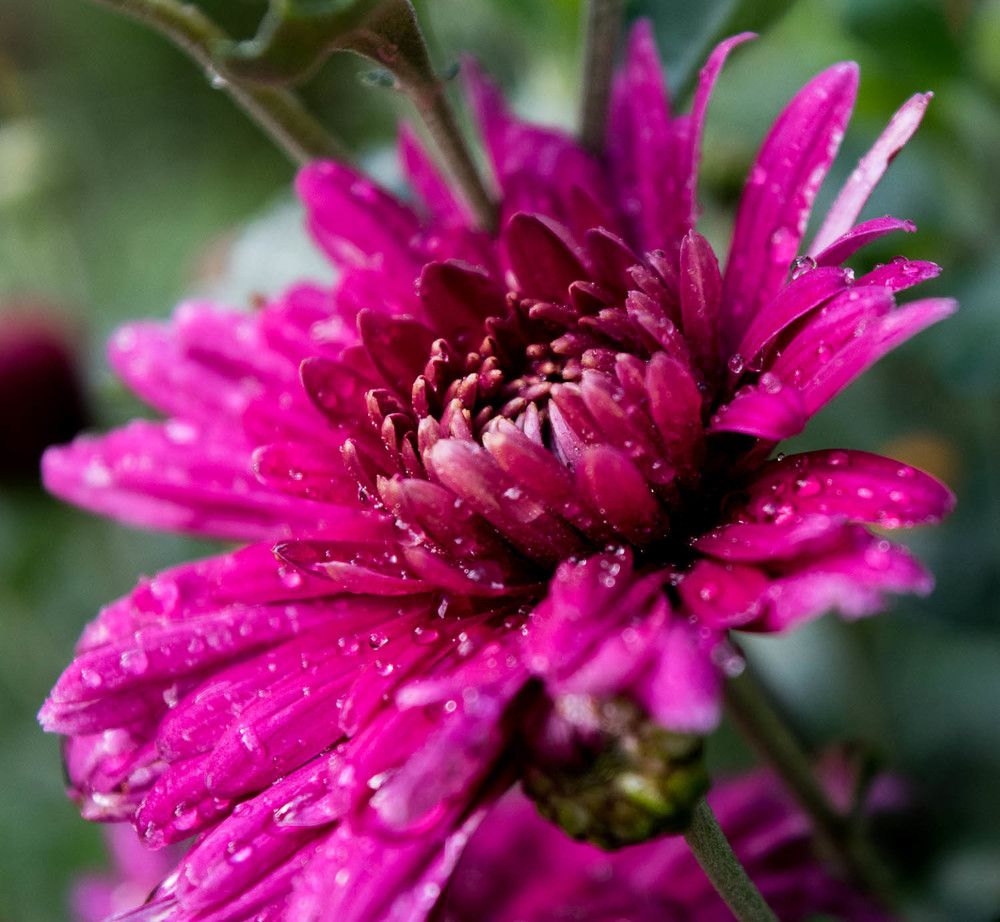 Photograph by Светлана Антонова