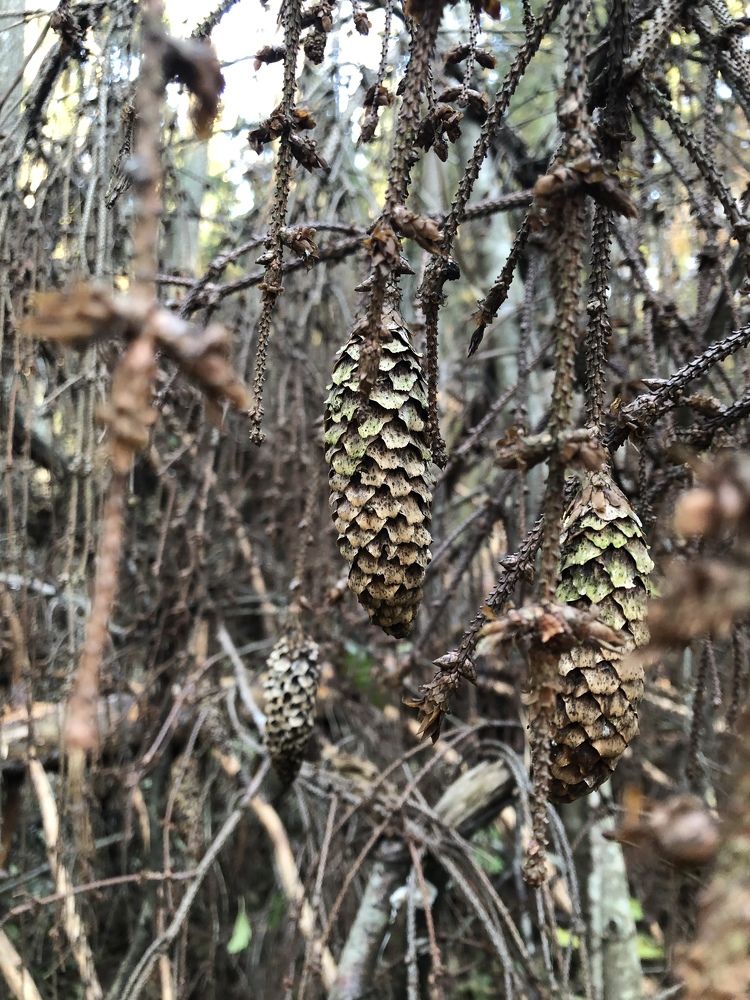 Красота увядания