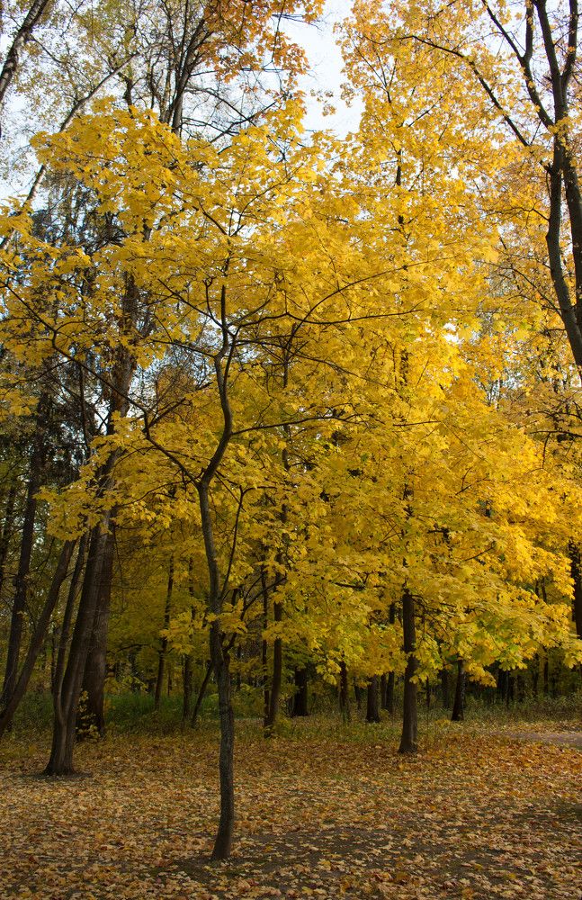 Photograph by Полина Белокопытова