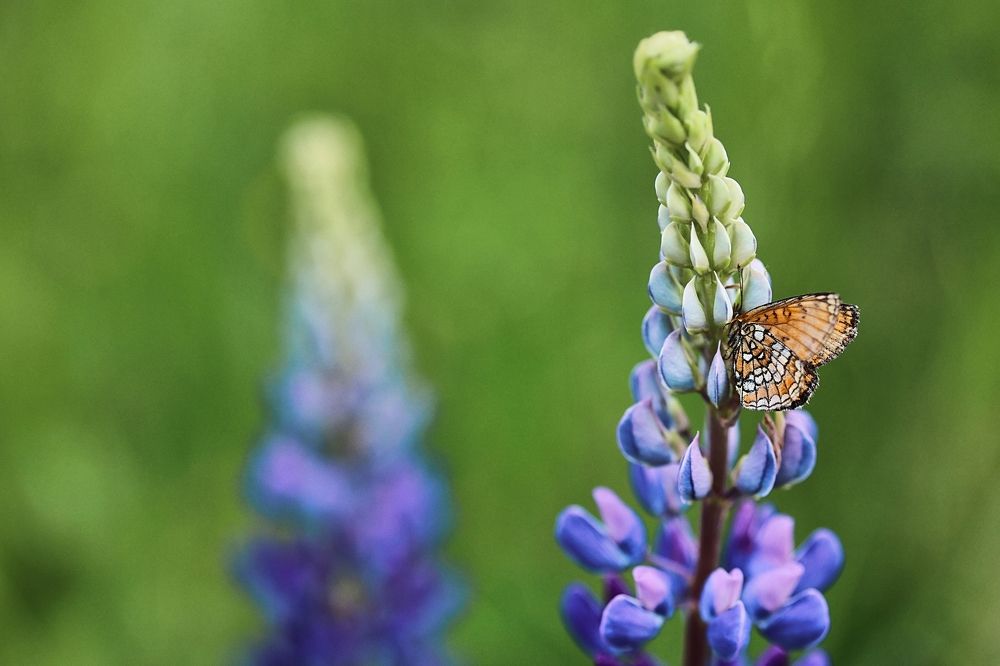 Photograph by Екатерина Карелина