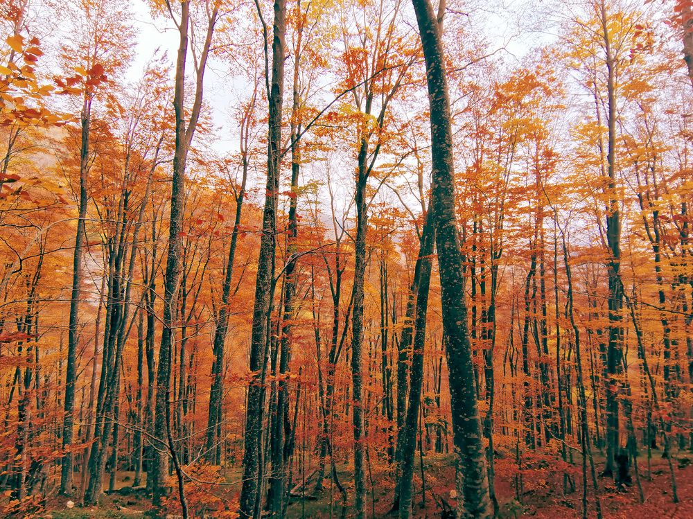 Photograph by Zdravko Trajkoski