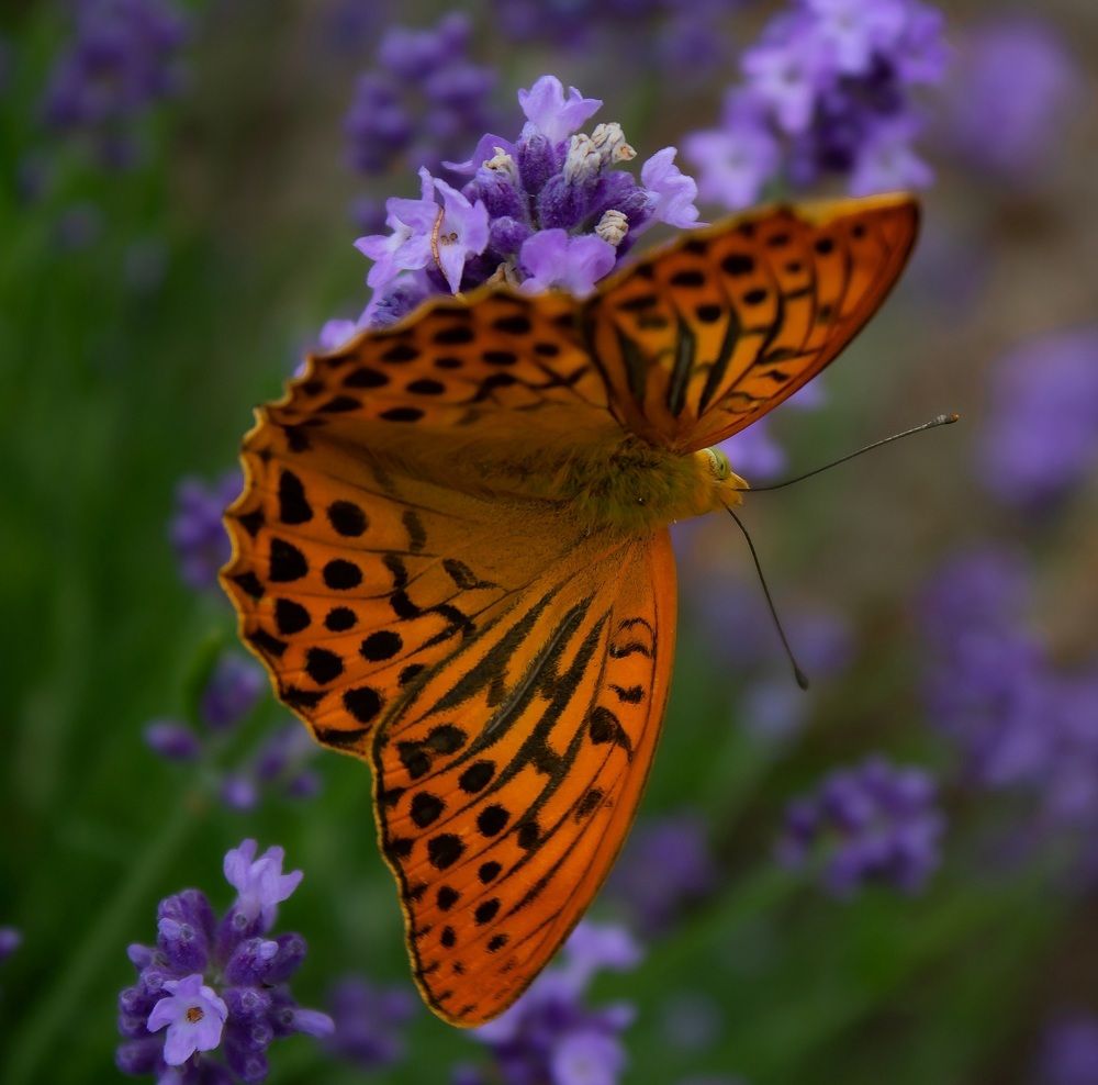 Photograph by Валентина Тагильцева