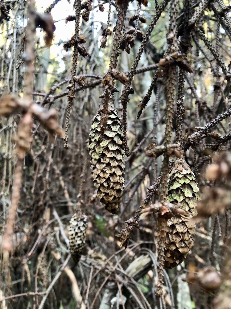 Палитра увядания
