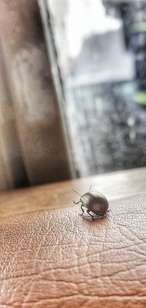 So long little golden beetle !