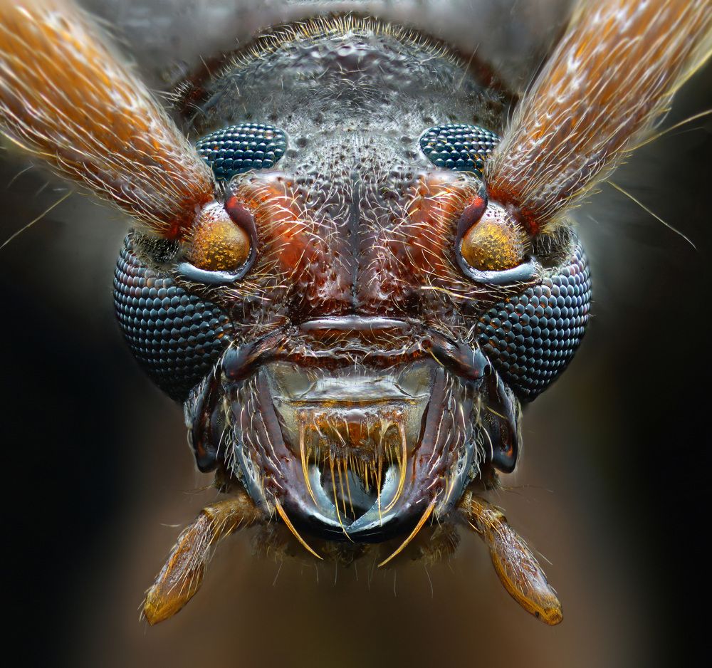 Photograph by Eduardo Modolo