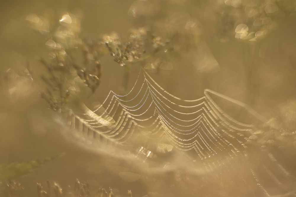 Фотография автора Мария Рохмистрова